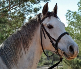  head of a white horse 